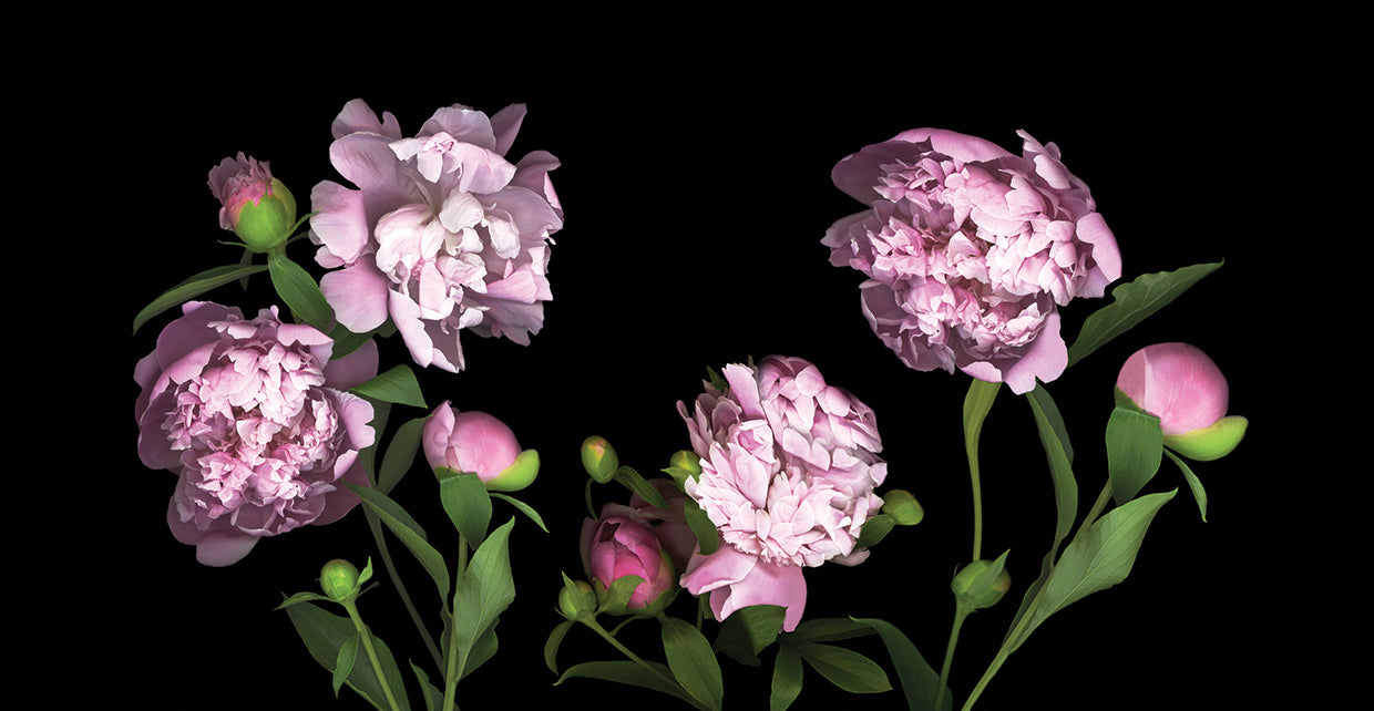 Peonies