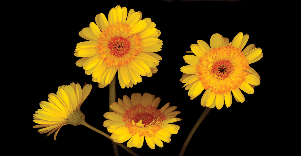 Yellow Gerbera Daisies