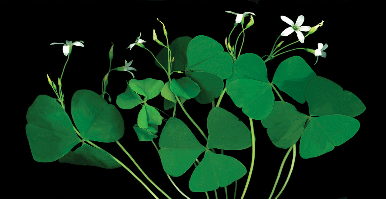 Shamrocks