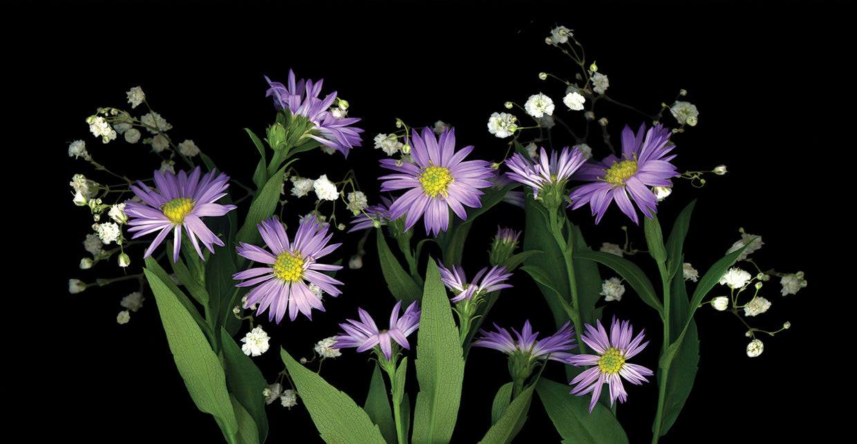 Asters & Baby's Breath #2