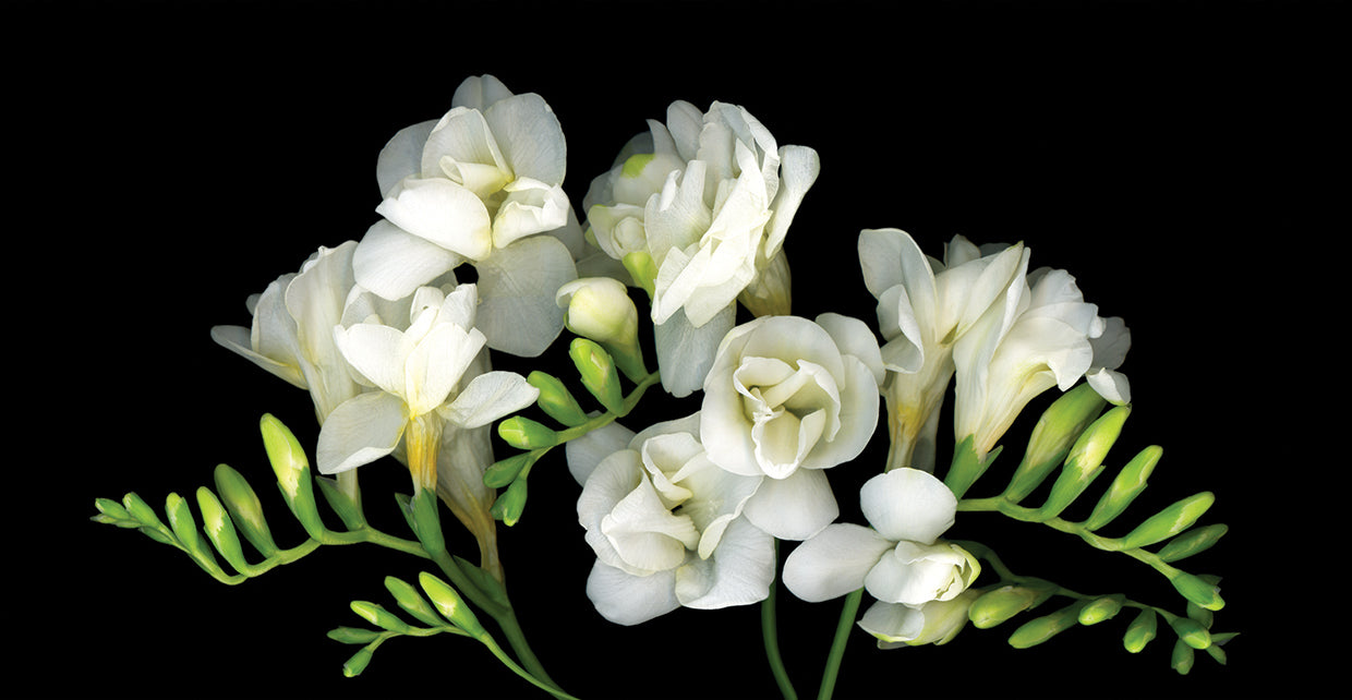 Freesia #3