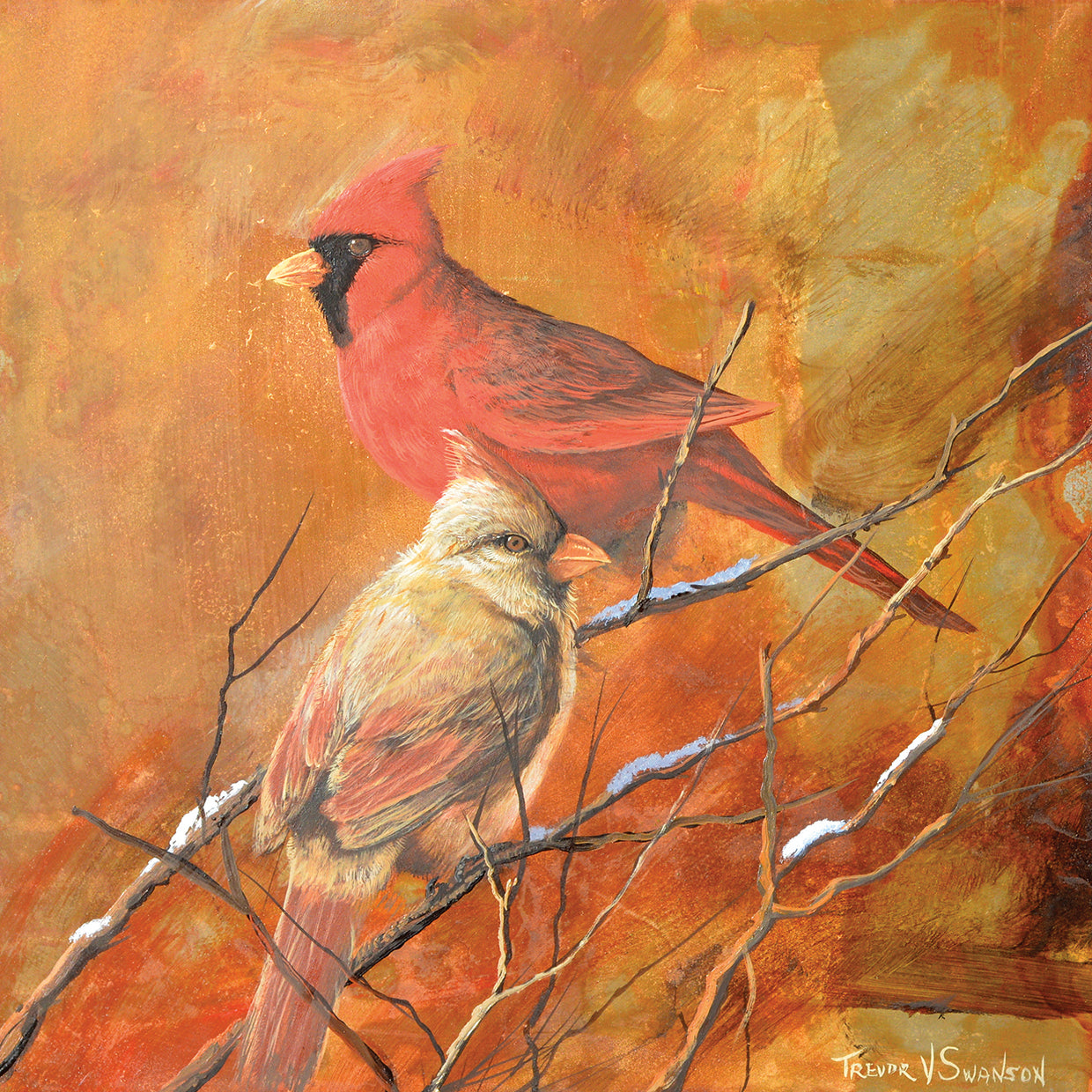 Cardinal Bird