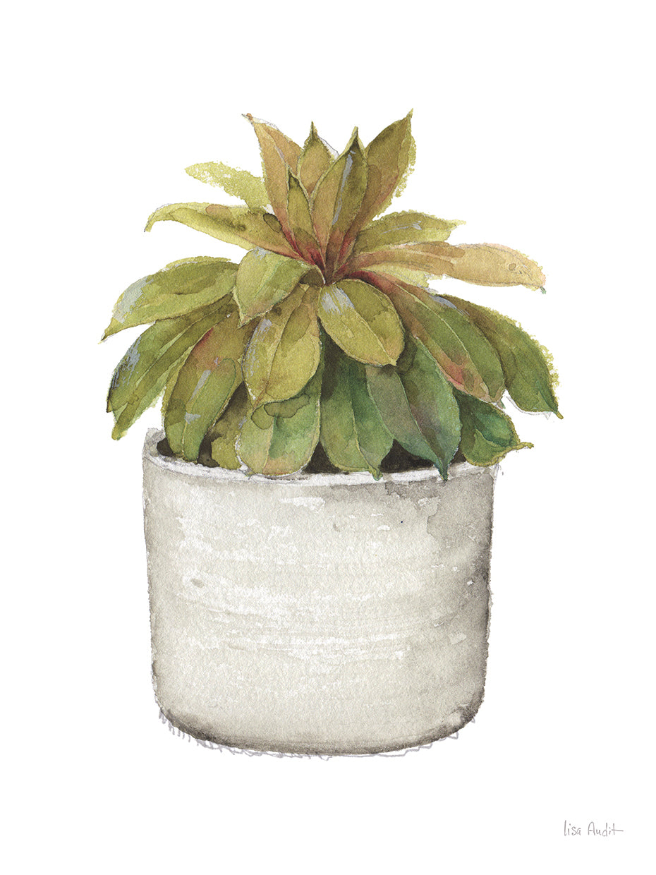 Mixed Greens Succulent III