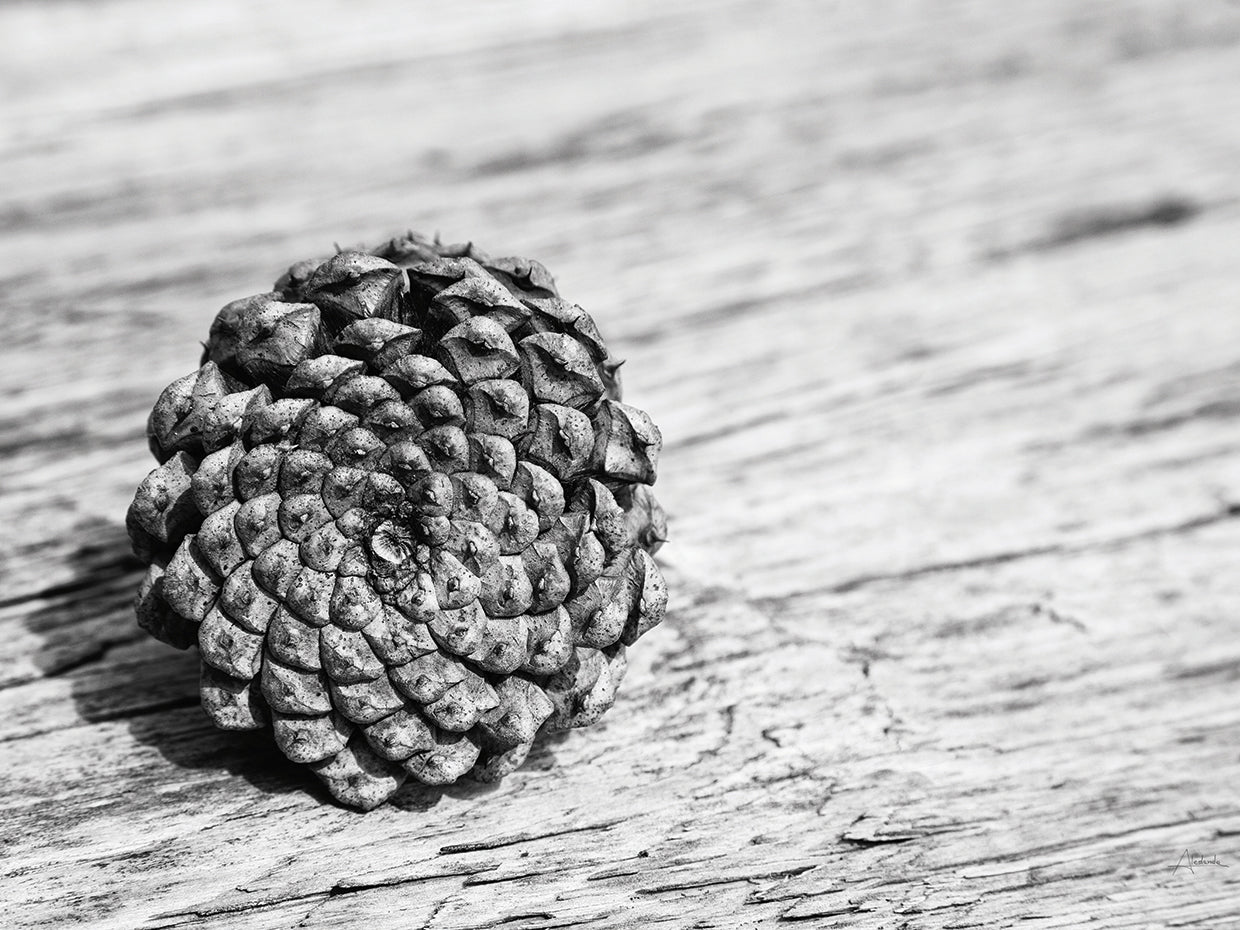 Pinecone