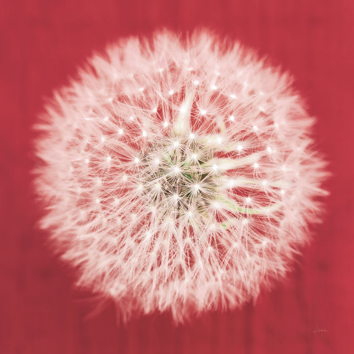 Dandelion on Red I