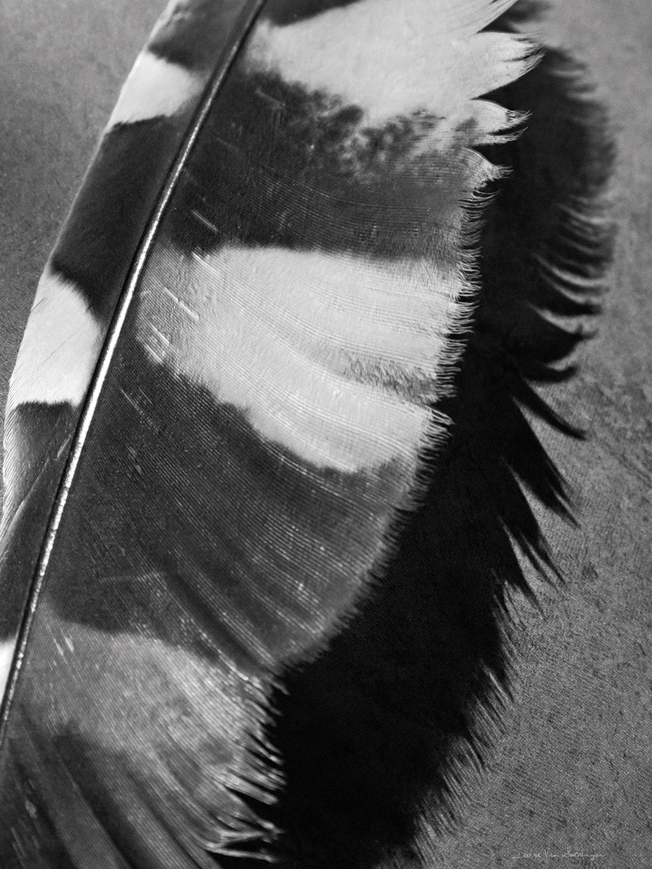 Feather Shadow I