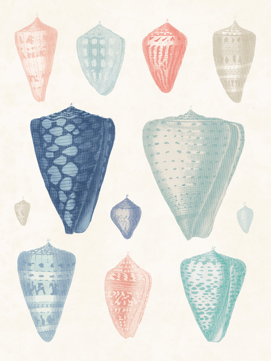 Surtido de conchas coloridas II Coral Cove Canvas Art