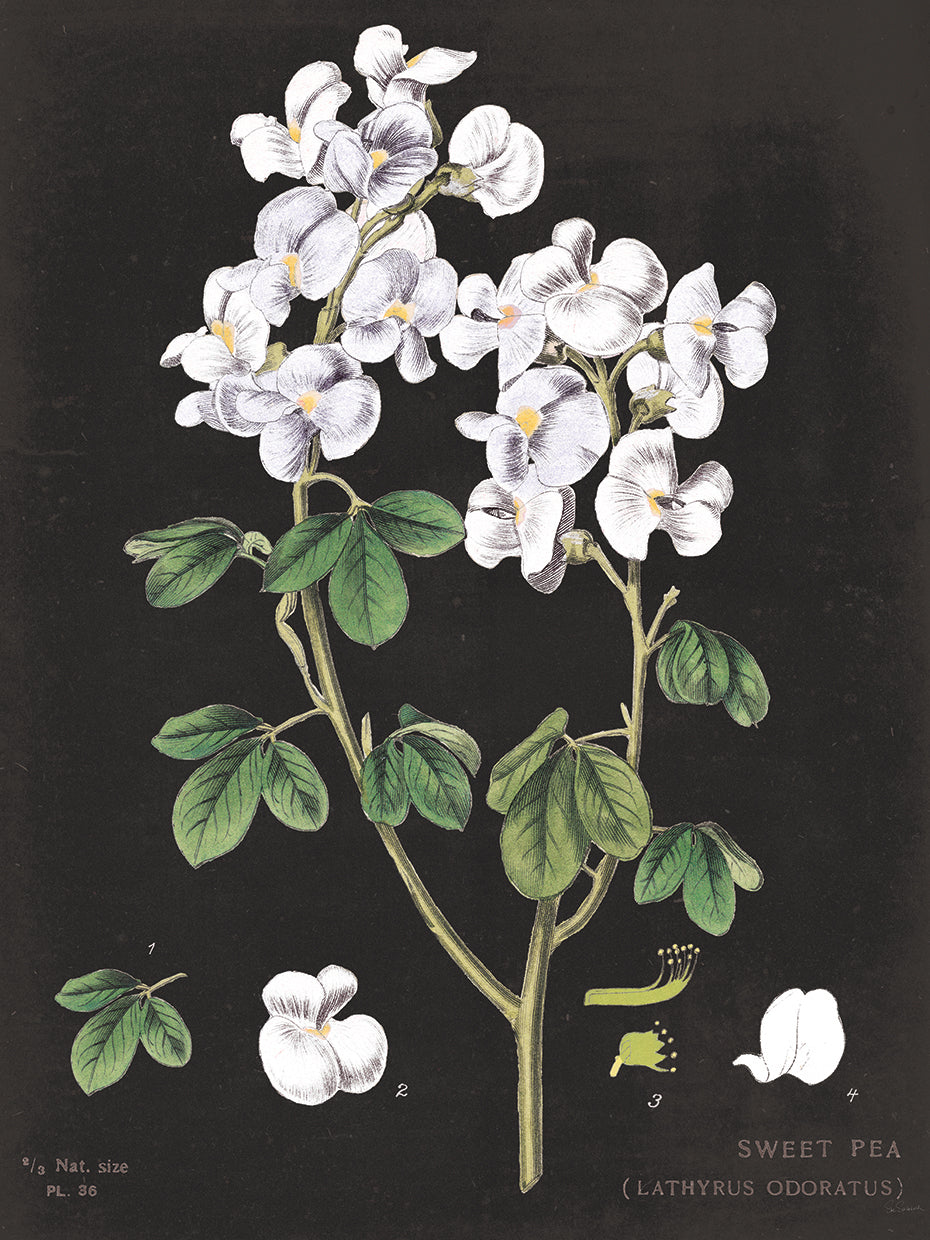 White Sweet Pea Chart