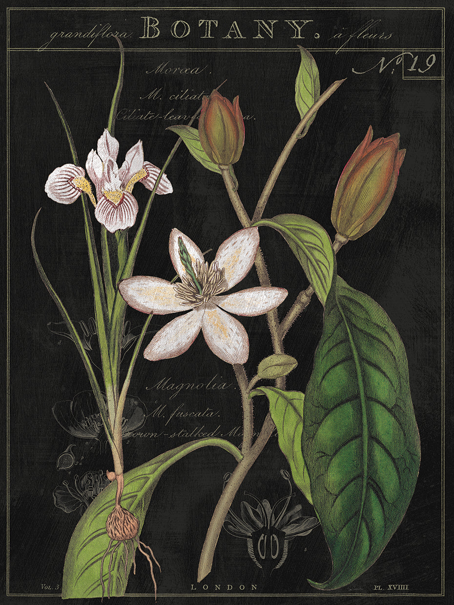 Vintage White Flora III