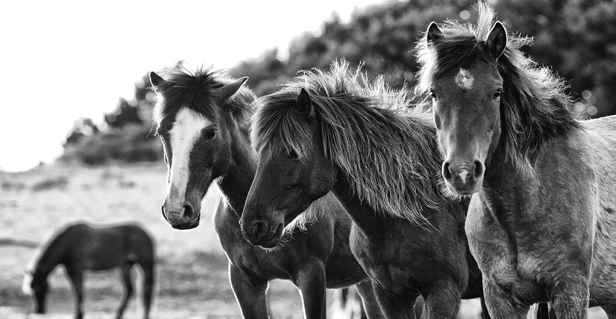 Horses Three Crop
