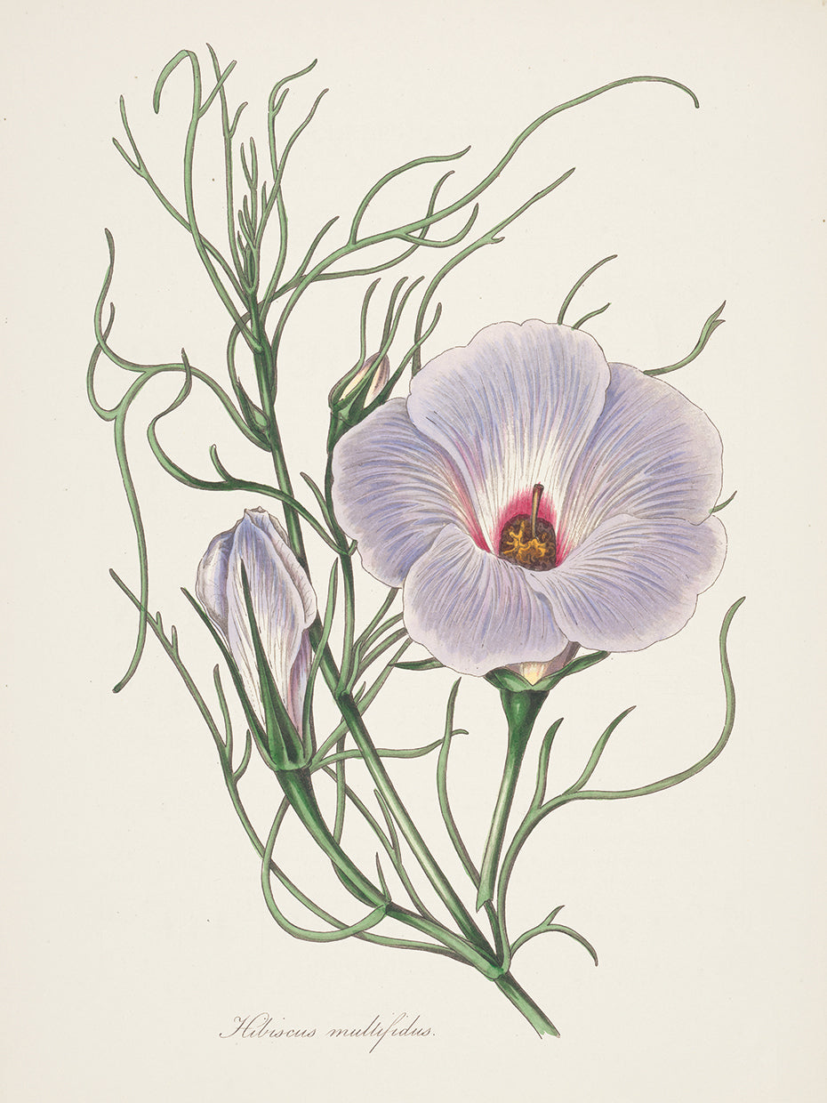 Antique Botanical XXX Cream