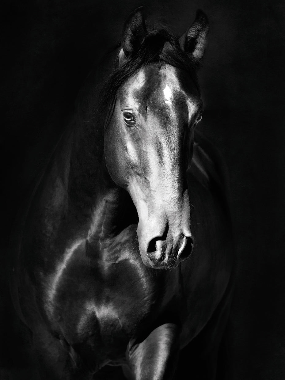 Black Horse Beauty