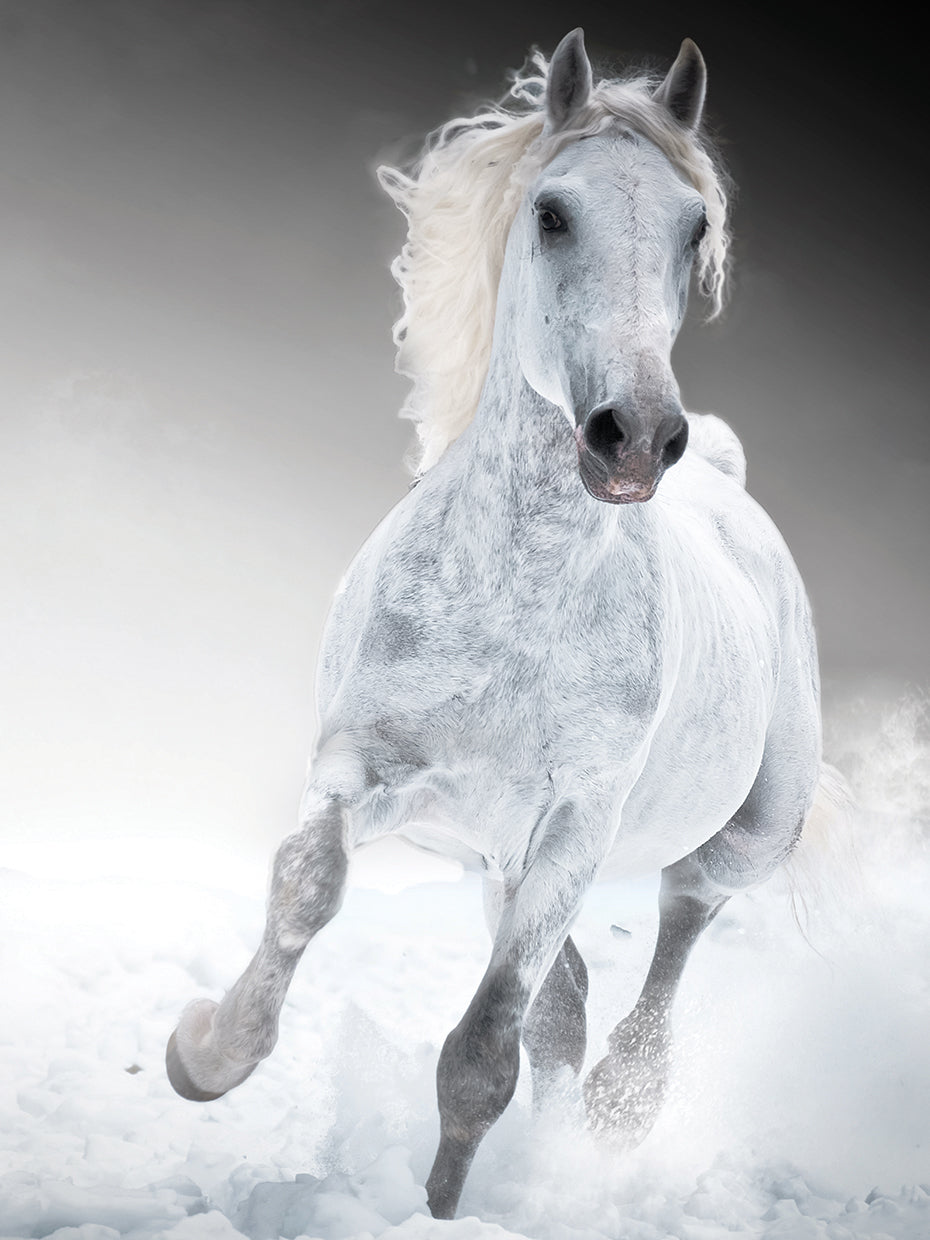 Silver Stallion Gallop