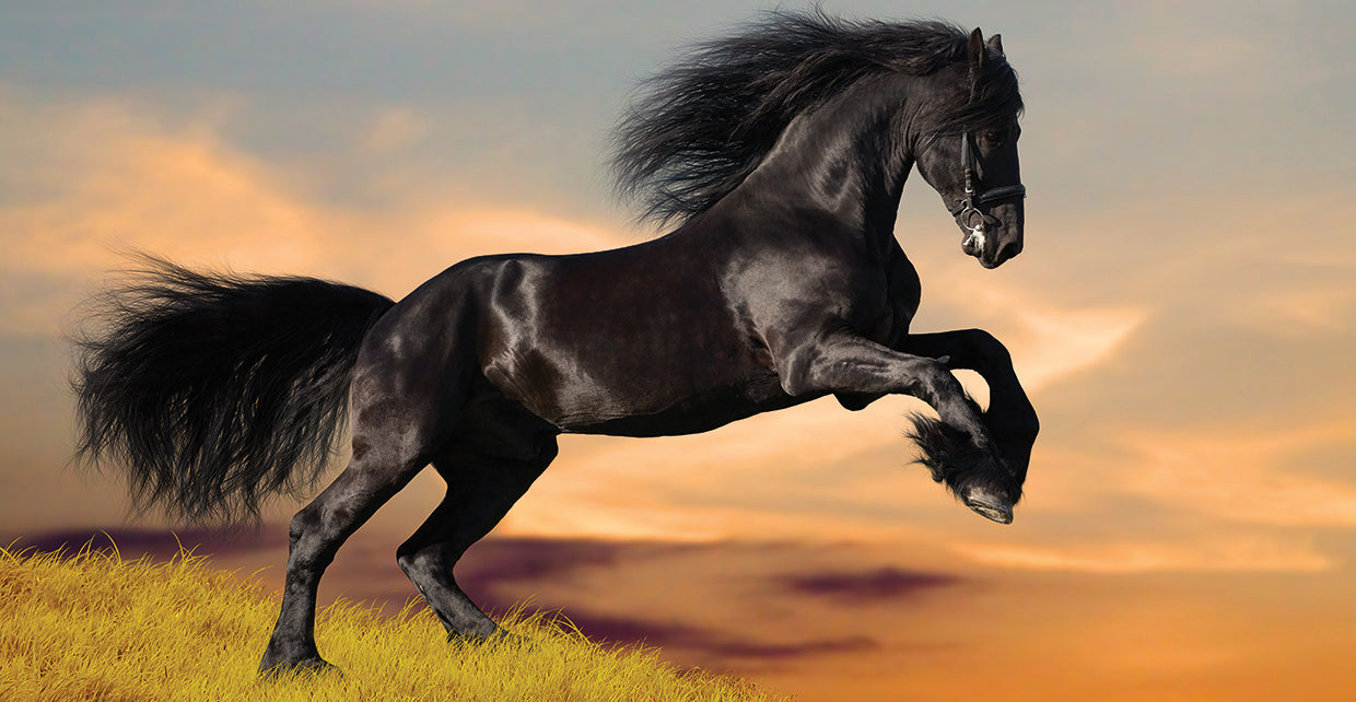 Black Stallion Sunset