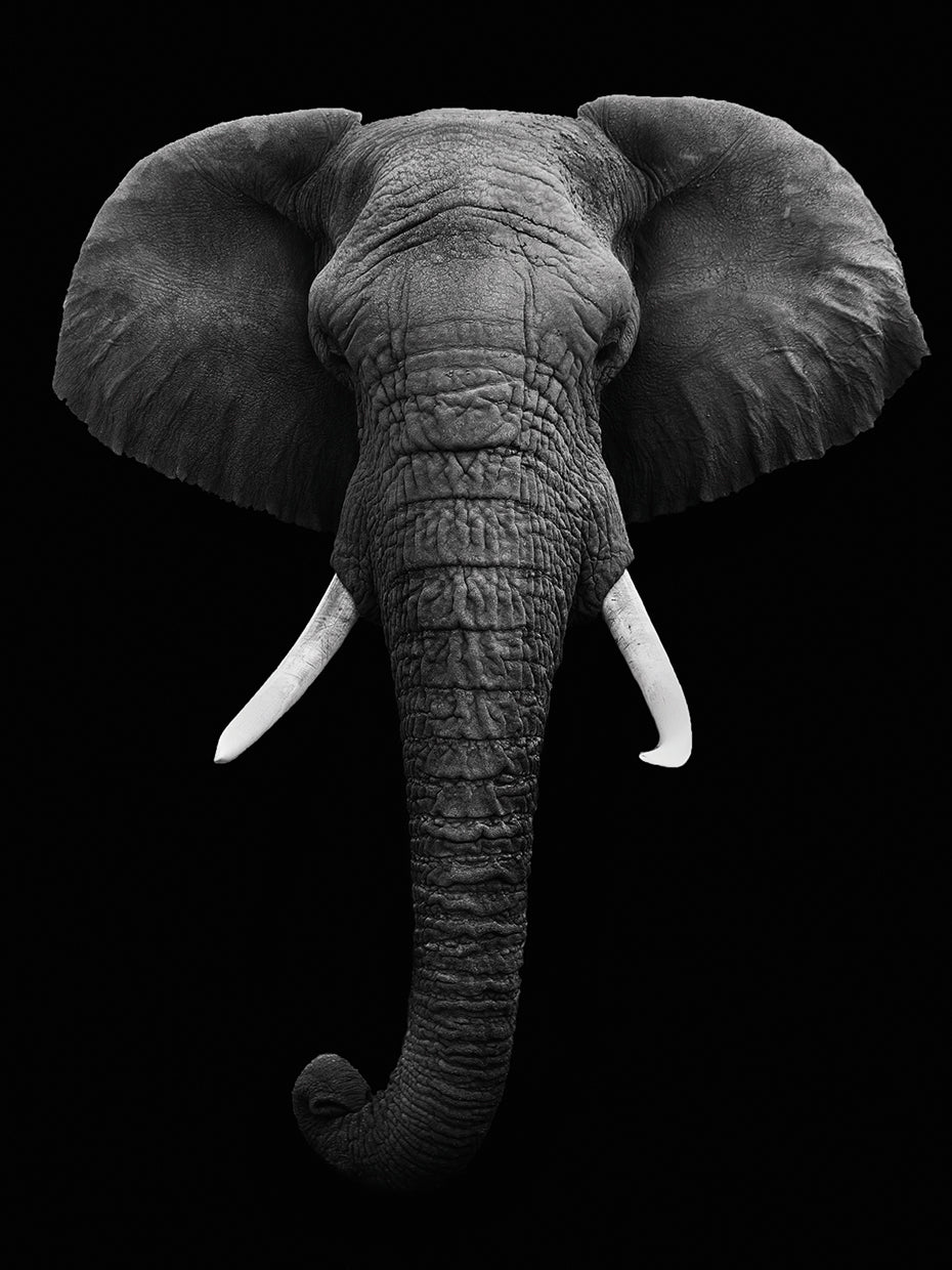 Elevated Elephant