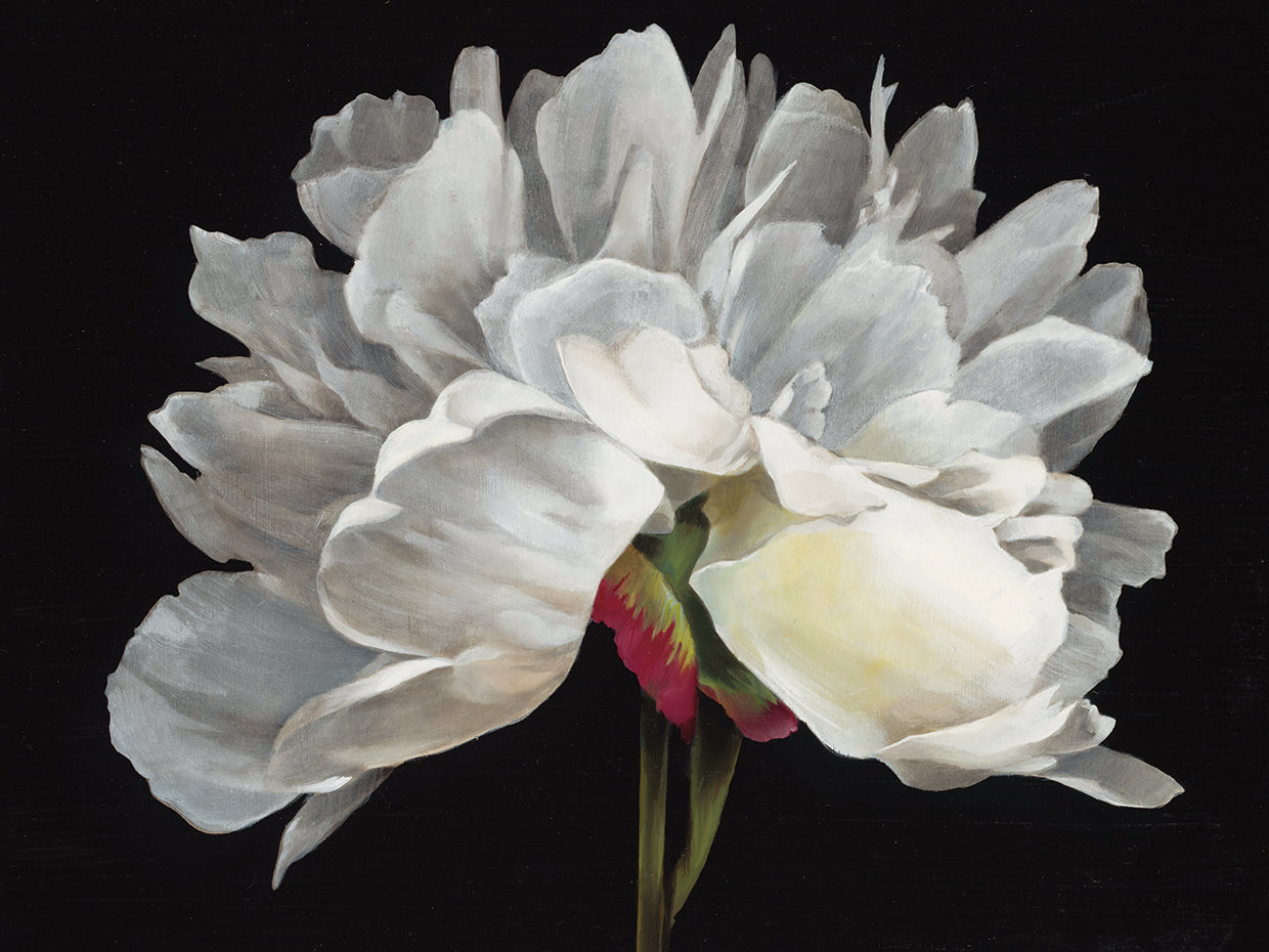 Morning Light by Liz Jardine - lowest price wall art work on large canvas & framed canvas prints