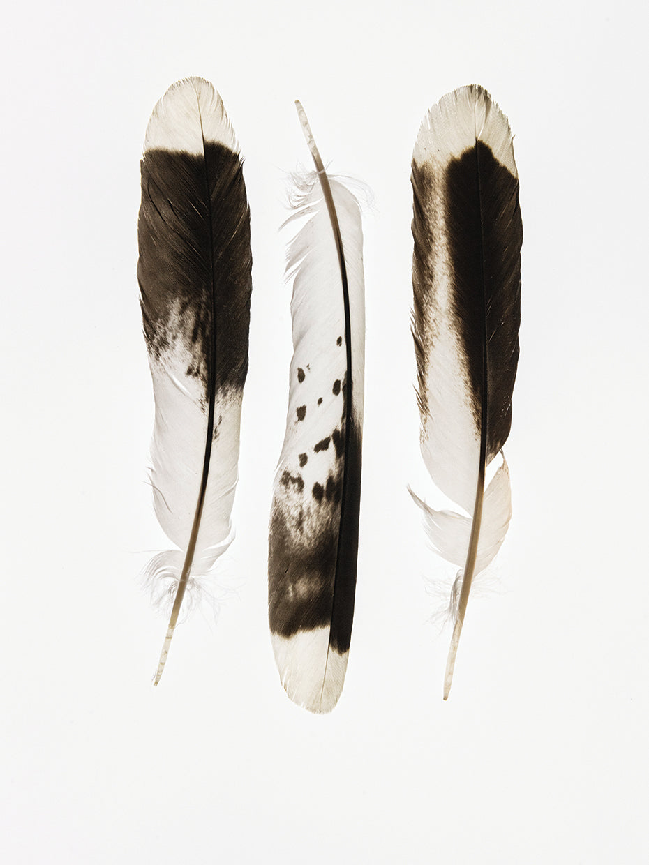 Three Feathers