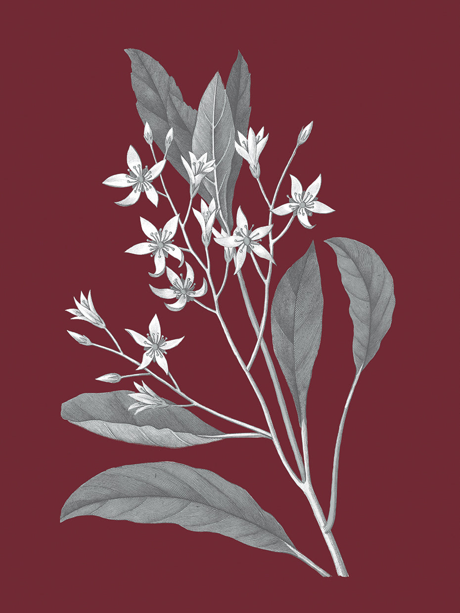 Pomegranate Botanical V