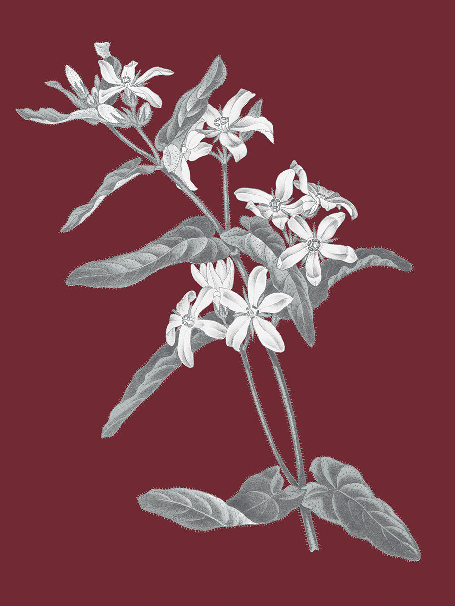 Pomegranate Botanical IV