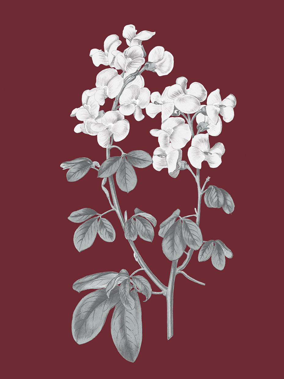 Pomegranate Botanical III