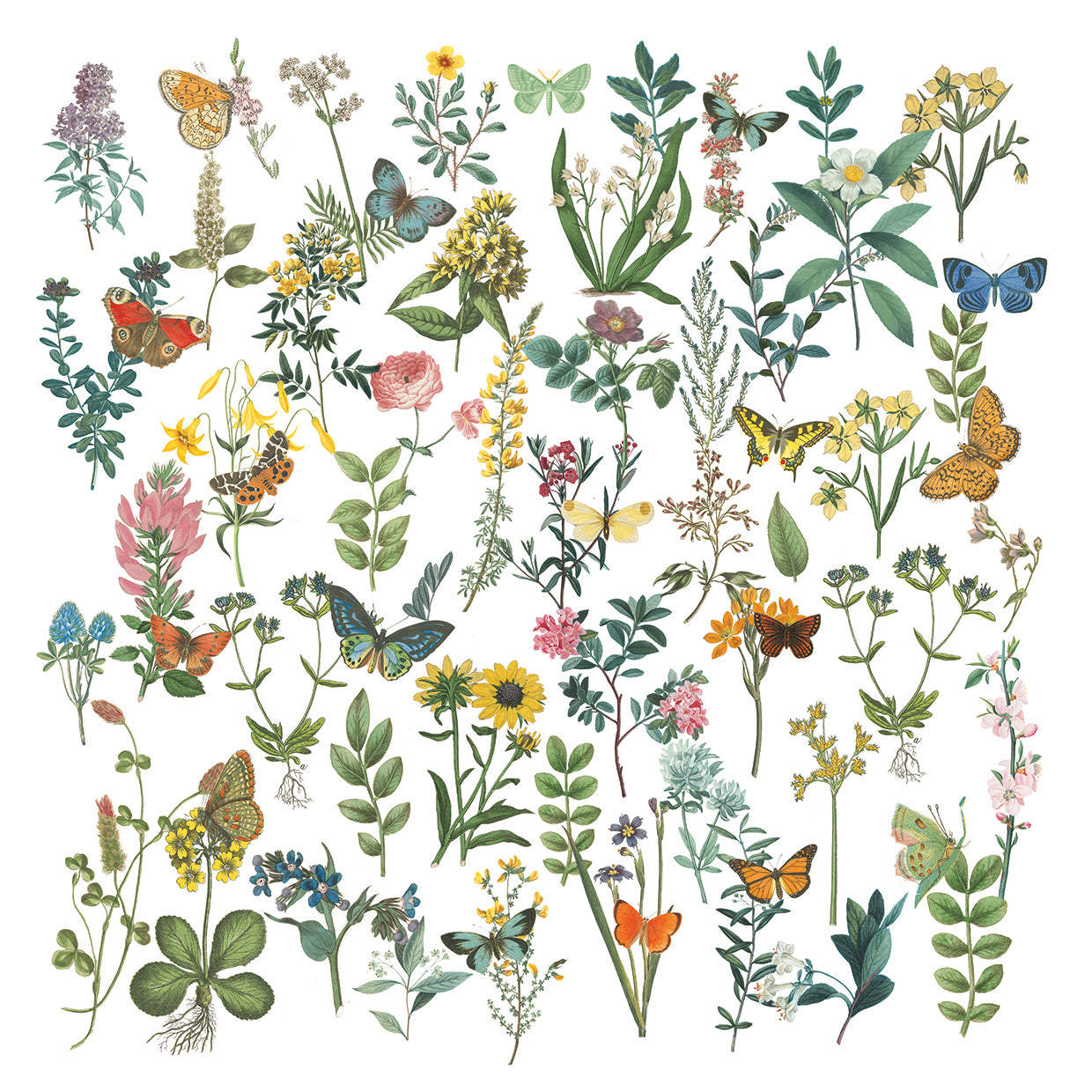 Flowers and Butterflies