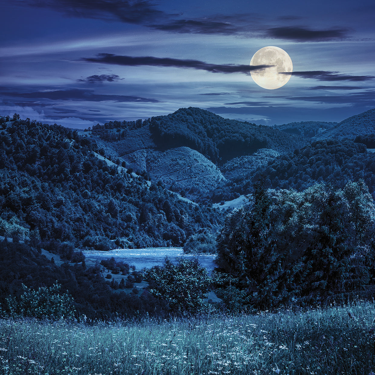 Moondance Wildflowers