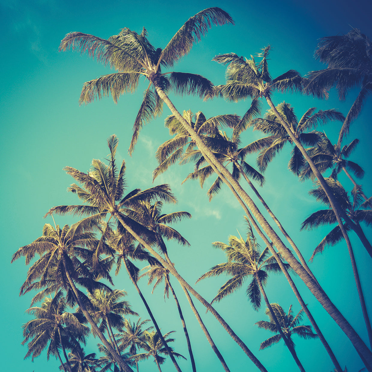 Arte de la lona de las palmas de las alturas de Hawaii