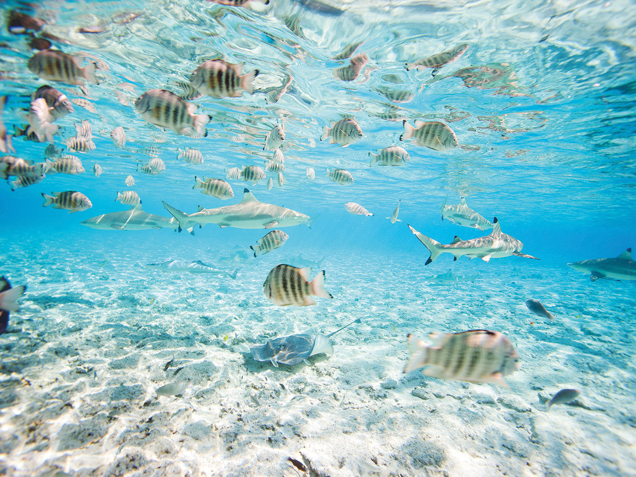 Silver and Blue Lively Lagoon