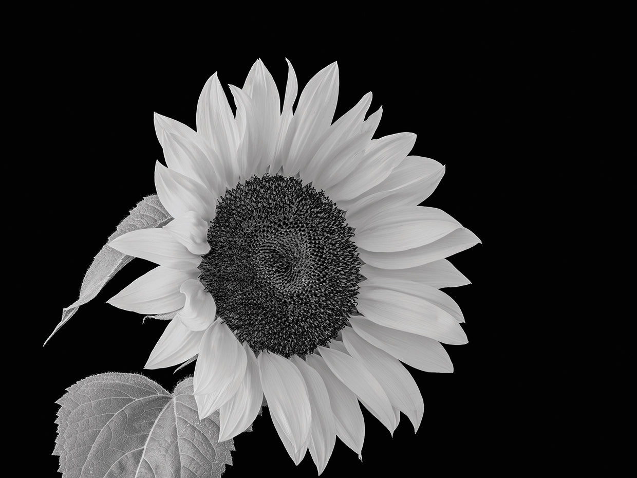 Sunflower Big and Bright