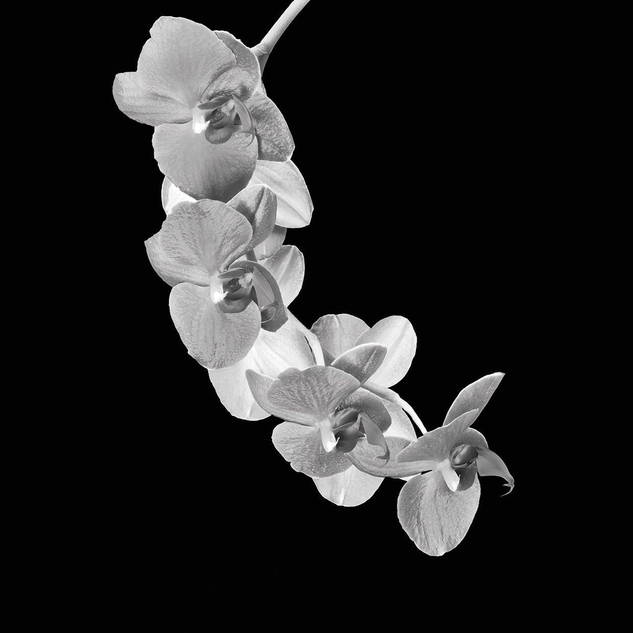 Arte de la lona de la belleza negra de la flor de la orquídea