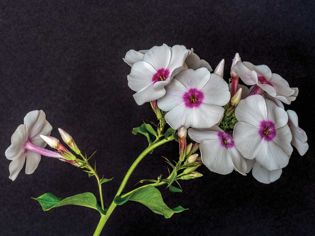 Pink Phlox Convergence