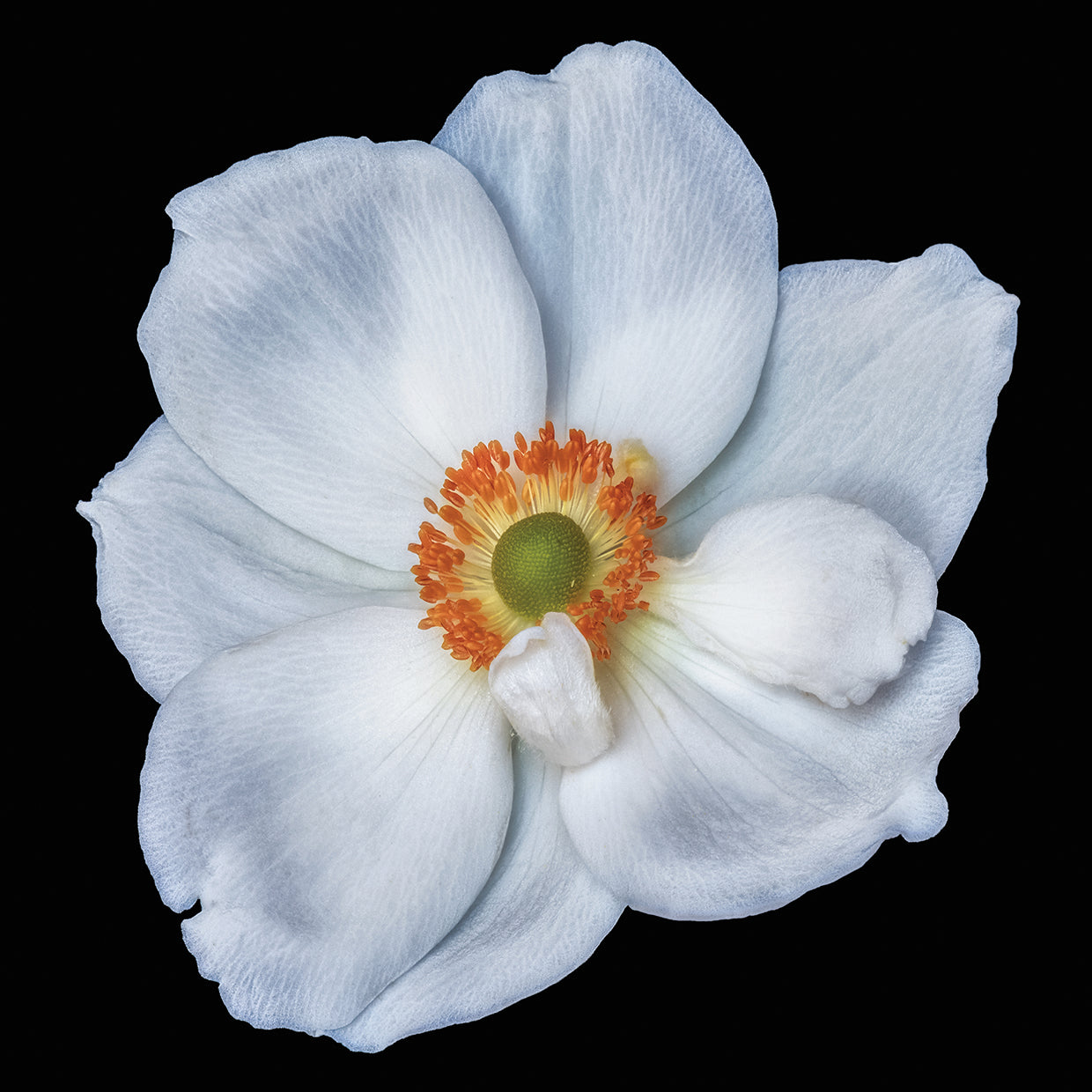 Lienzo de anémona de satén blanco