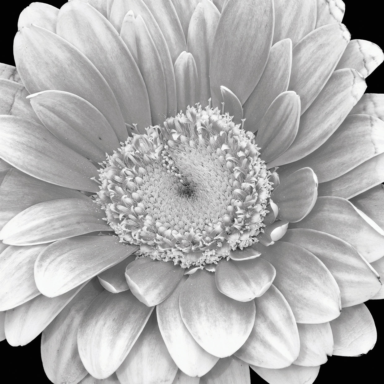 Arte de la lona de la margarita de Gerbera de la soledad de plata