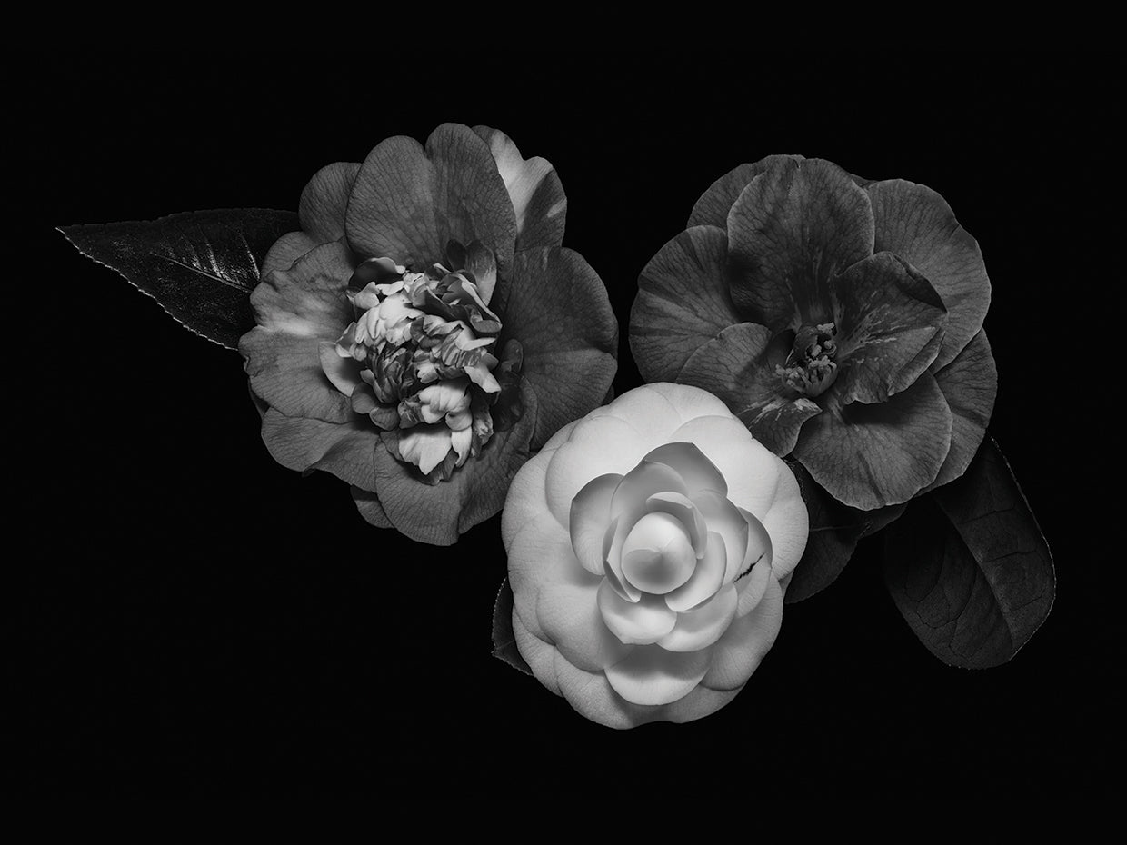 Trio Camellia Cadence