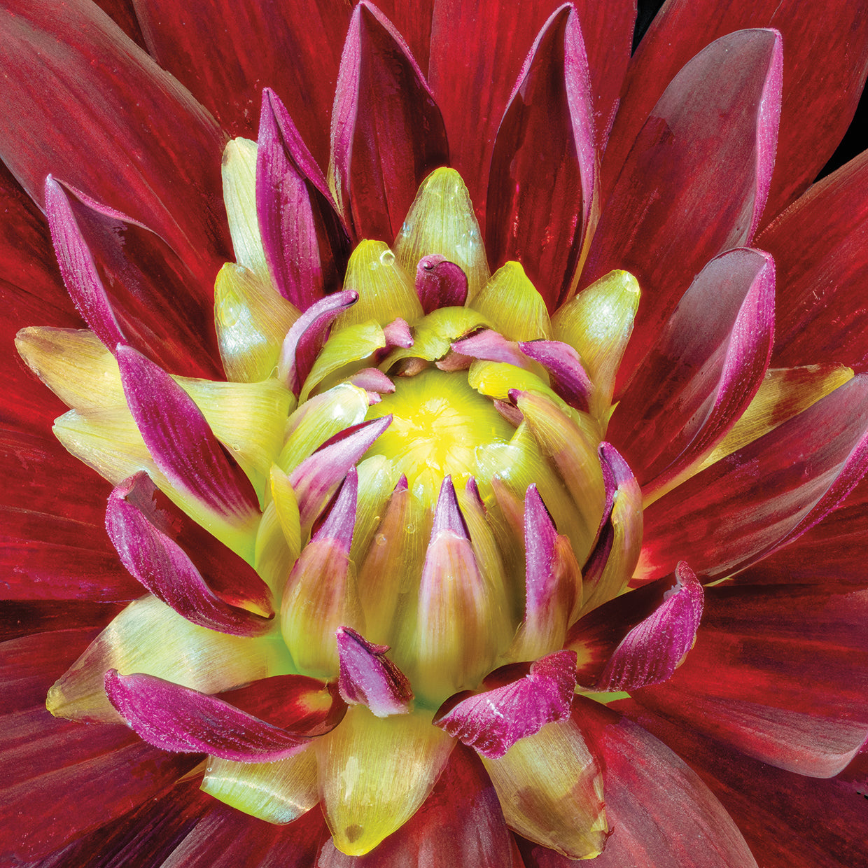 Dashing Purple Dahlia Delight