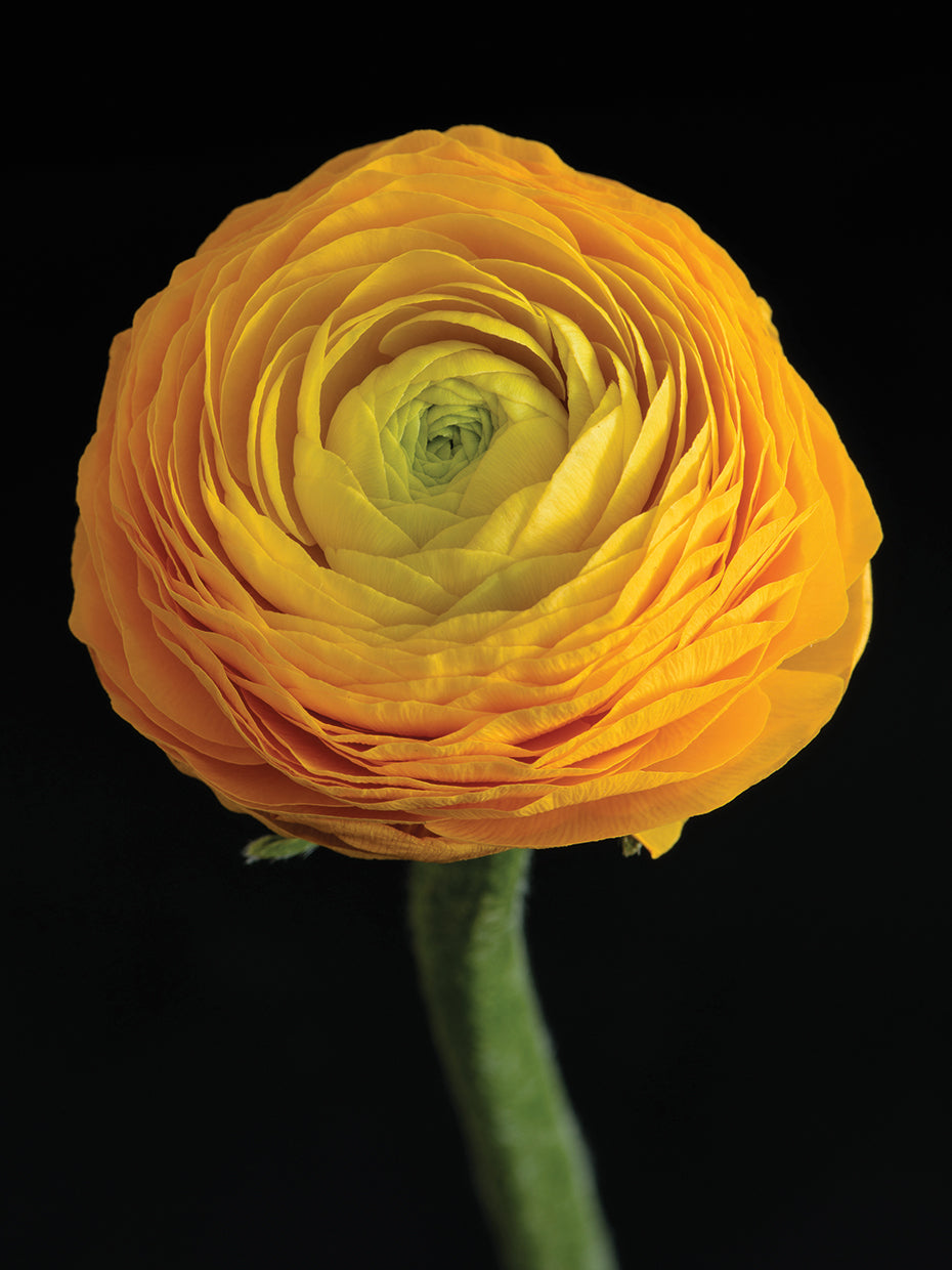 Arte de la lona de la flor arremolinada de la mantequilla
