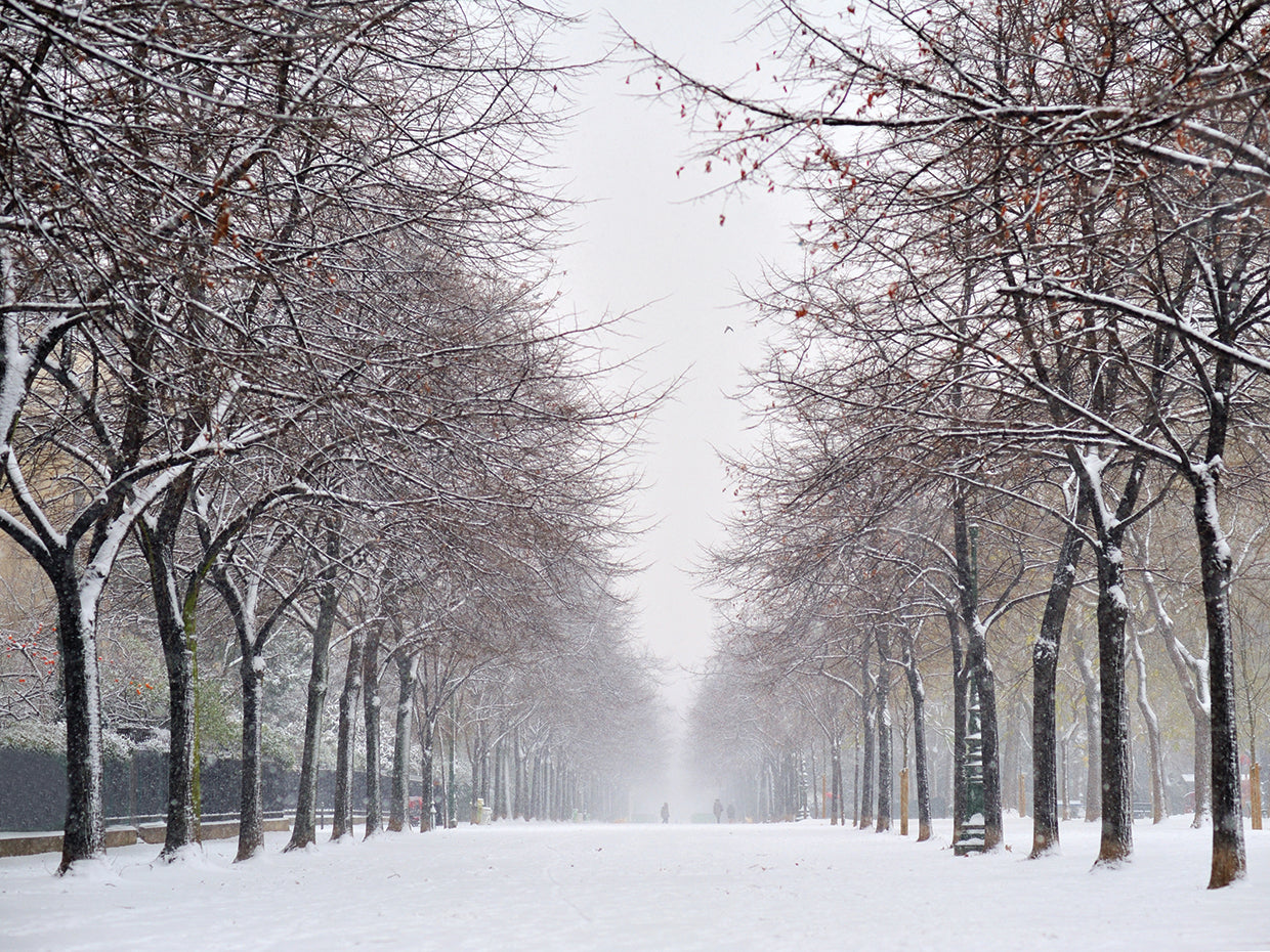 Snowy Parisian Path