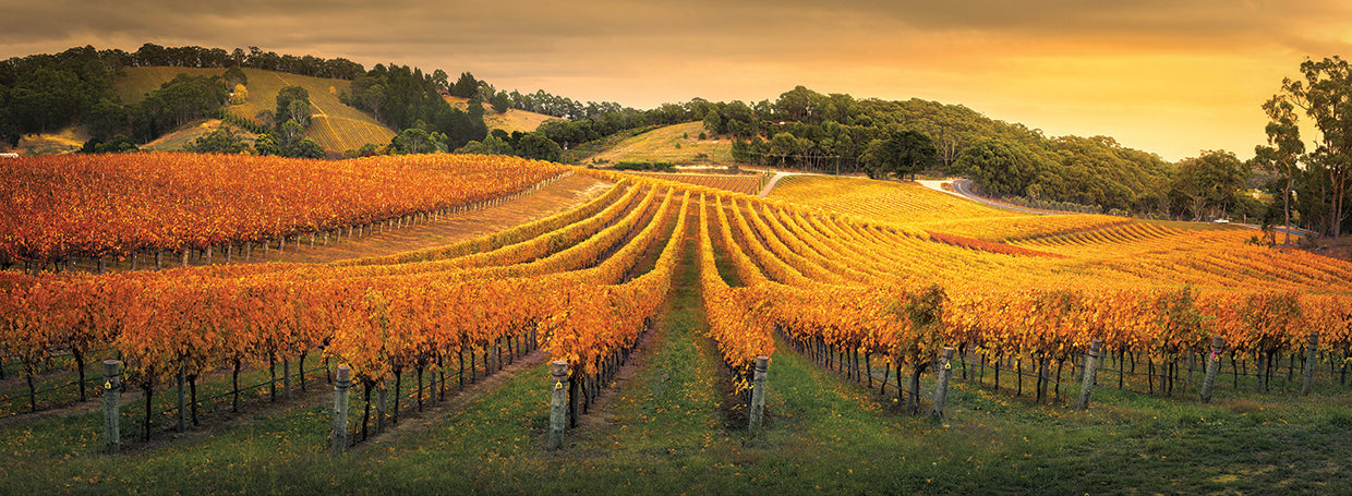 Australian Gold Vineyard