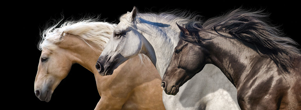 Black Gold and Silver Stallions