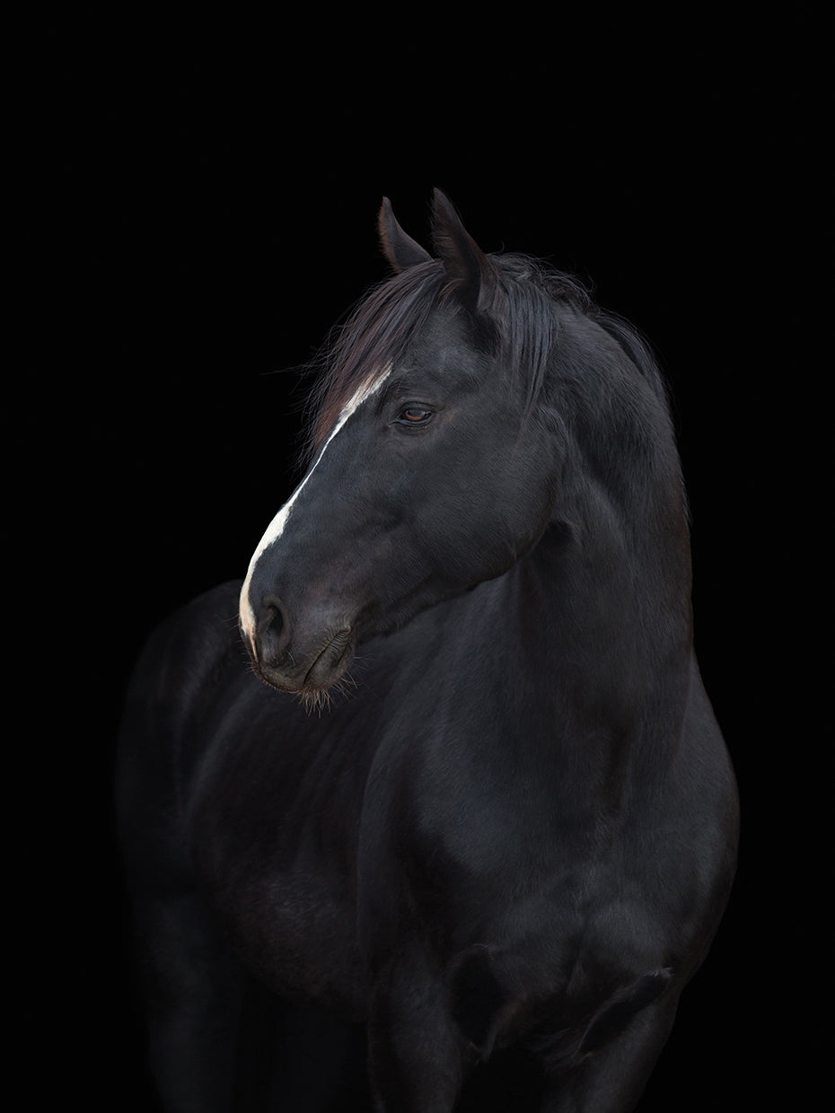 Deslumbrante arte en lienzo de Dark Horse