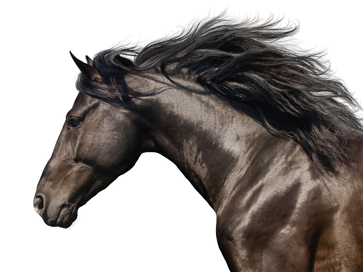 Dark Stallion Daydreaming