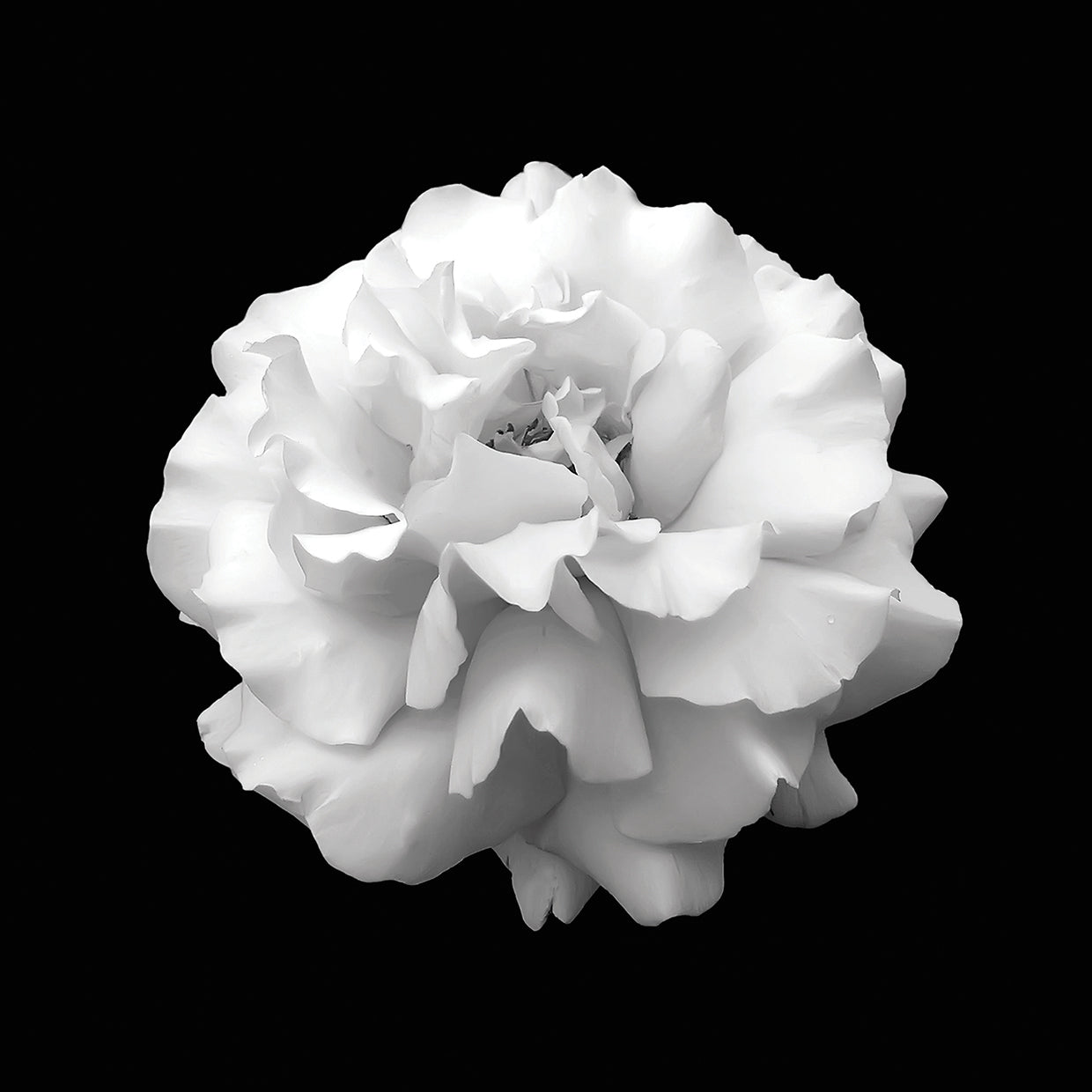 Rosa blanca salvaje vestida con arte en lienzo negro