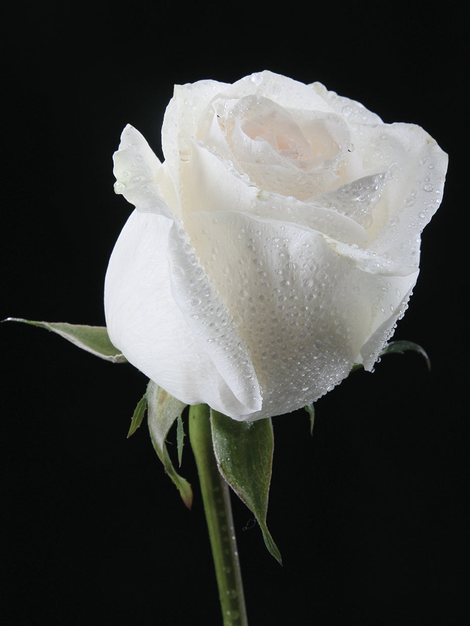 Arte de la lona de la rosa blanca de Serenity Solo