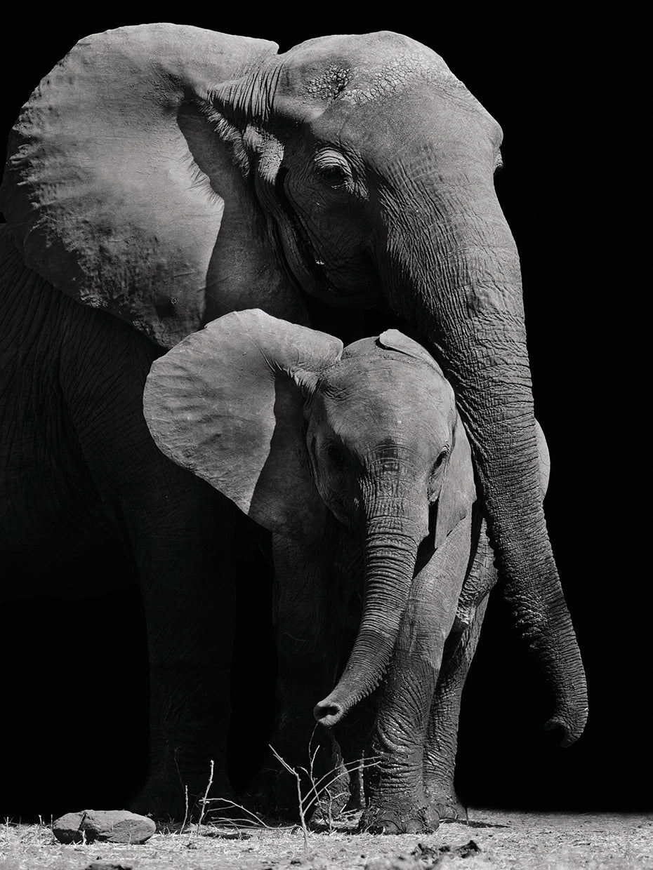 Loving Elephant Mom