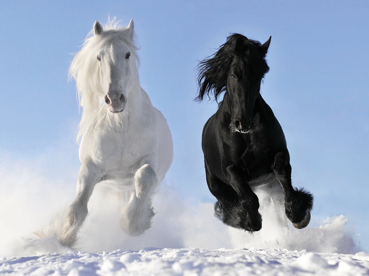 Black and White Winter Horse Duo