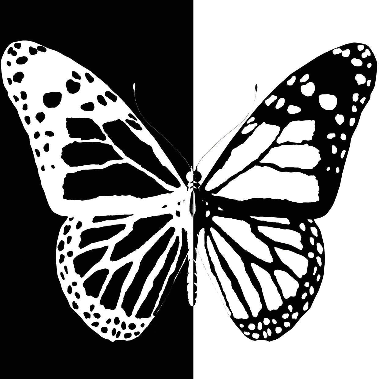 Bold Butterfly in Black and White