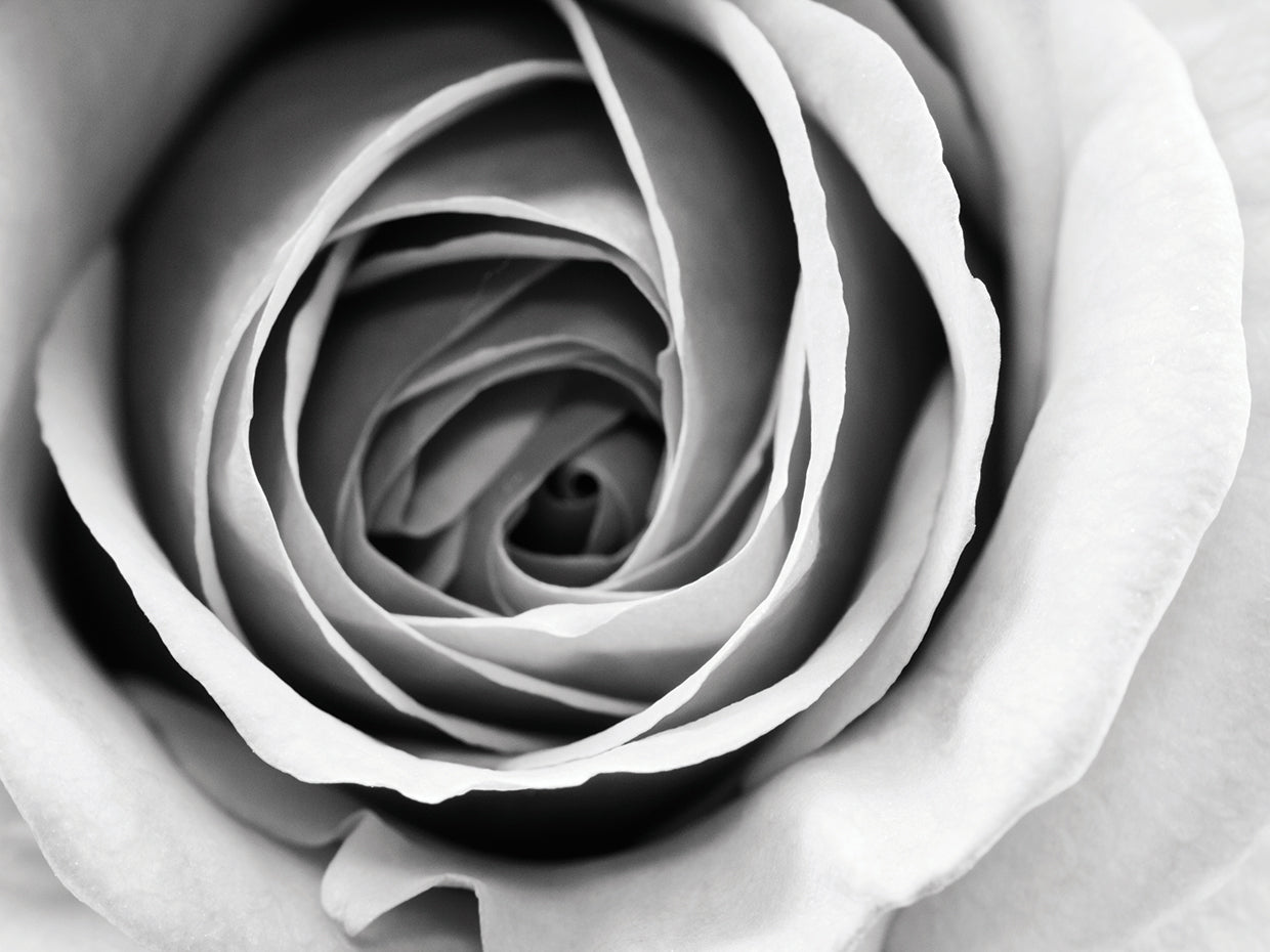 Delicate Rose Petal Swirls