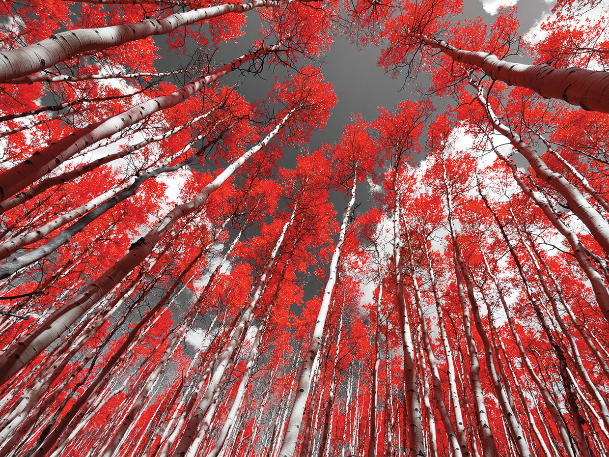 Scarlet Leaves Reaching Tall