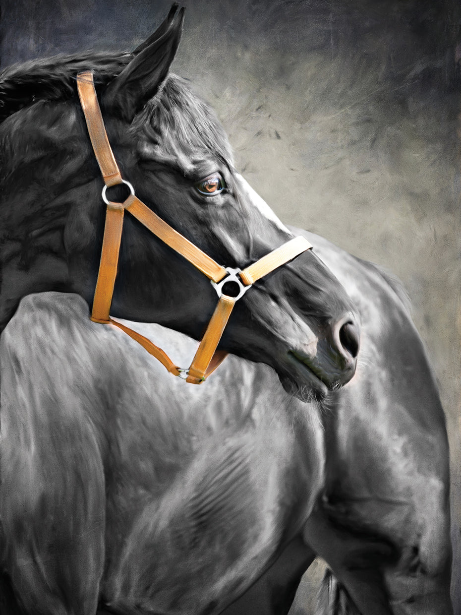Arte de la lona de la elegancia equina