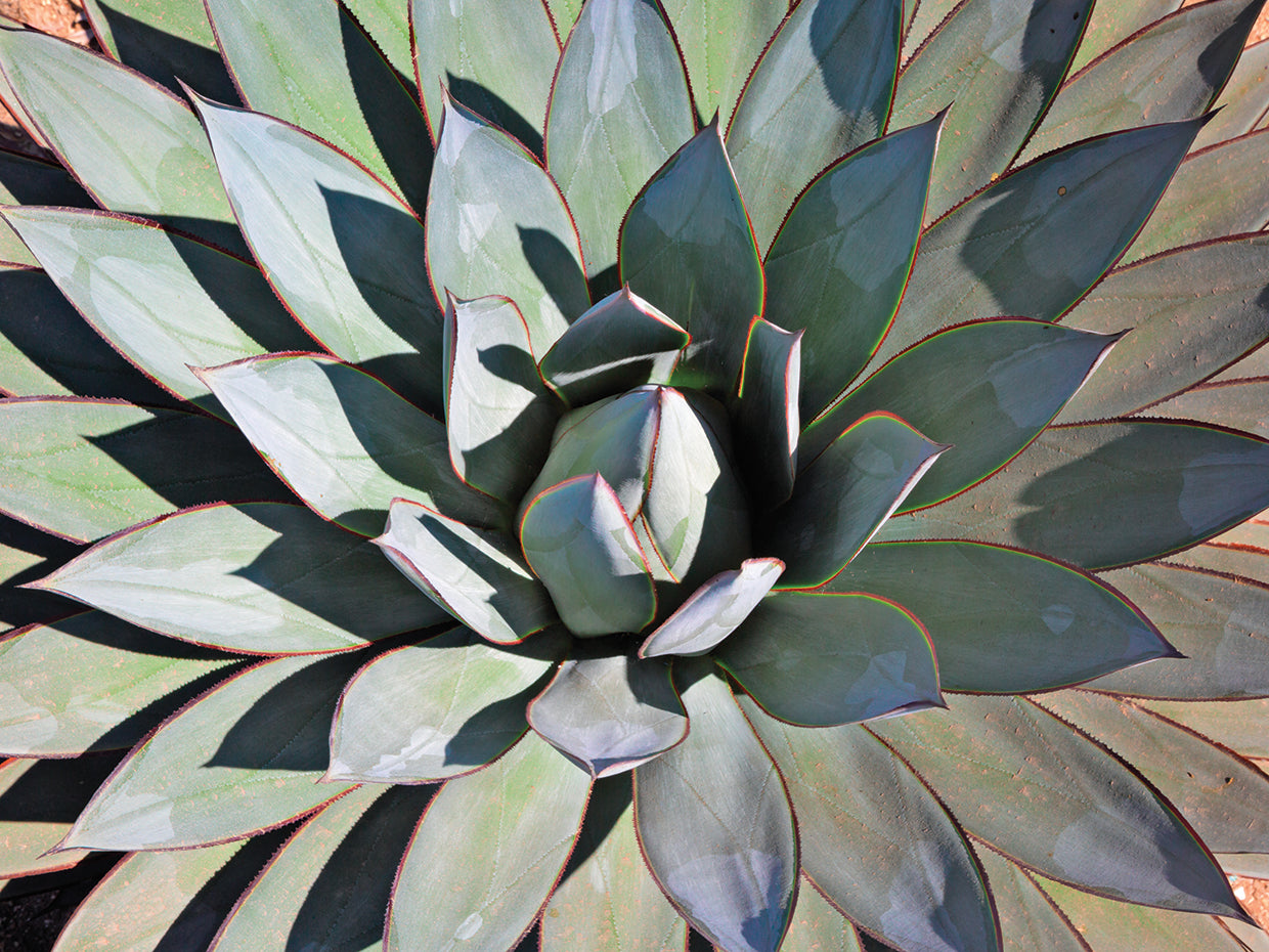 Blue Agave Shadows